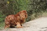 CAVALIER KING CHARLES 018